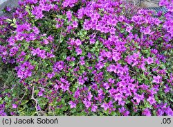 Rhododendron Königstein