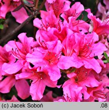Rhododendron hort. Labe