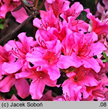 Rhododendron Labe