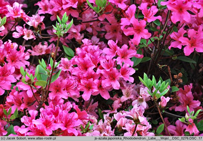 Rhododendron hort. Labe