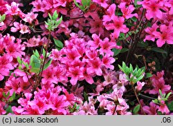 Rhododendron Labe