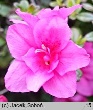 Rhododendron hort. Melina