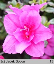 Rhododendron Melina