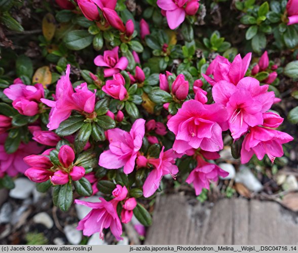 Rhododendron hort. Melina
