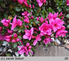 Rhododendron Melina