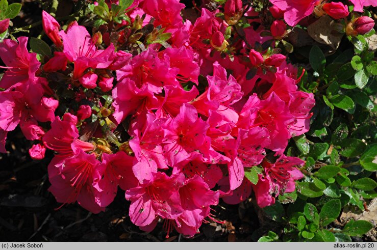 Rhododendron hort. Geisha Dunkelrosa