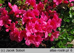 Rhododendron Geisha Dunkelrosa