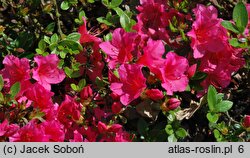 Rhododendron hort. Geisha Dunkelrosa