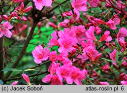 Rhododendron hort. Mme. Albert van Hecke