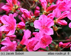 Rhododendron hort. Mme. Albert van Hecke