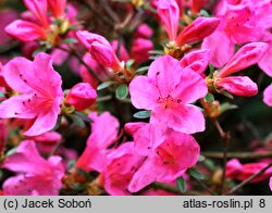 Rhododendron Mme. Albert van Hecke