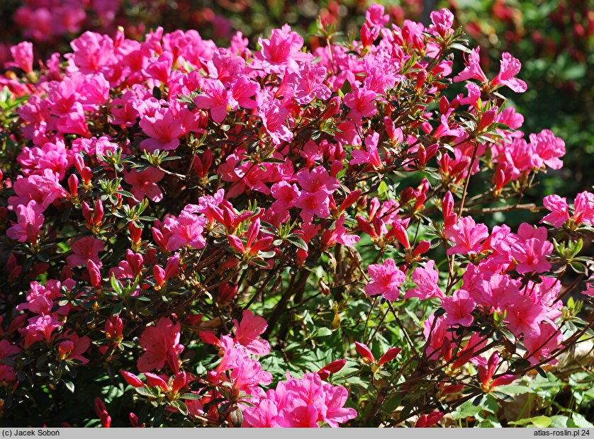 Rhododendron hort. Mme. Albert van Hecke