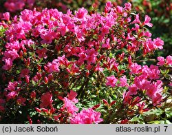 Rhododendron hort. Mme. Albert van Hecke