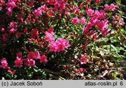 Rhododendron hort. Mme. Albert van Hecke