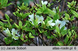 Rhododendron Olga Niblit