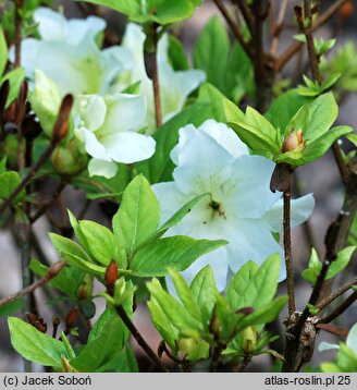 Rhododendron hort. Olga Niblit