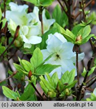 Rhododendron Olga Niblit