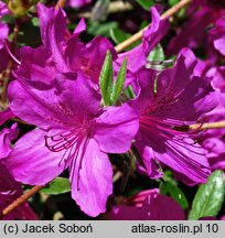 Rhododendron Orlice