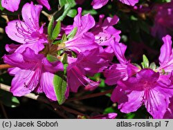 Rhododendron Orlice