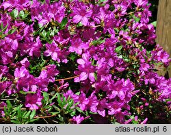 Rhododendron Orlice