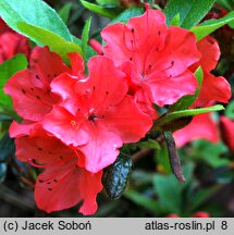 Rhododendron Geisha Orange