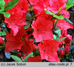 Rhododendron Geisha Orange