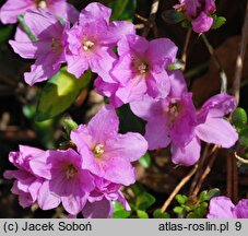 Rhododendron hort. Sasava