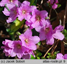 Rhododendron Sasava