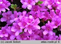 Rhododendron Sasava