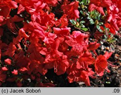 Rhododendron Stewartstonian