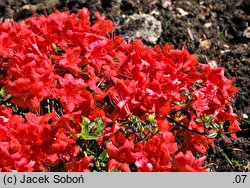 Rhododendron hort. Stewartstonian
