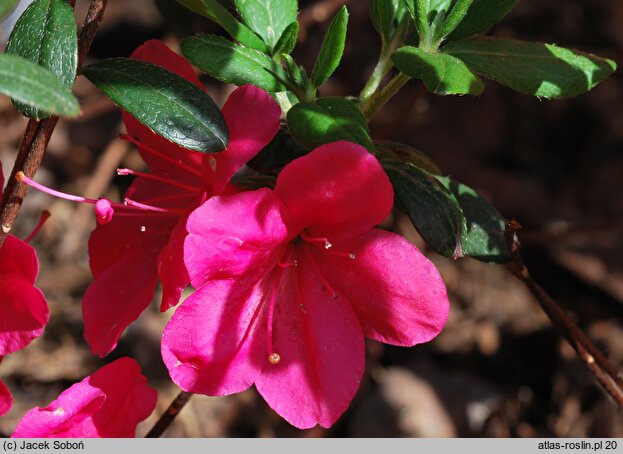 Rhododendron Tornella