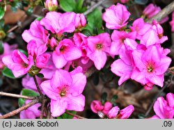 Rhododendron hort. Vltava