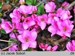 Rhododendron Vltava