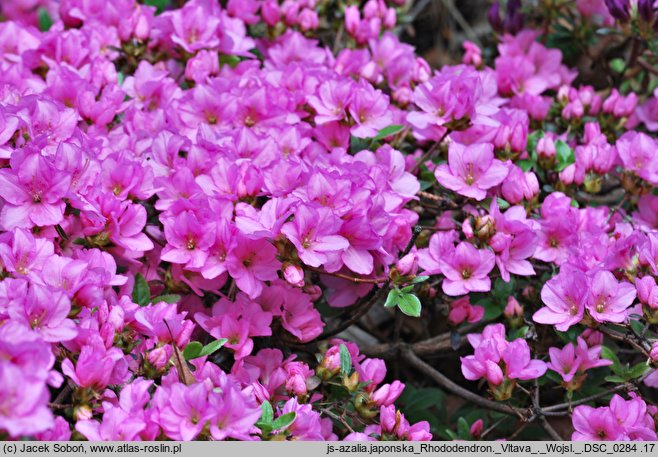 Rhododendron hort. Vltava