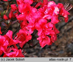 Rhododendron Vuyk's Scarlet