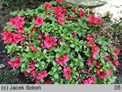 Rhododendron hort. Vuyk's Scarlet