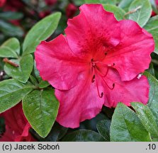 Rhododendron hort. Vuyk's Scarlet