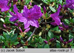 Rhododendron Orlice