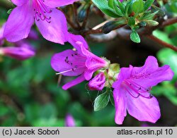 Rhododendron Orlice