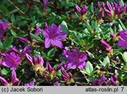 Rhododendron Orlice