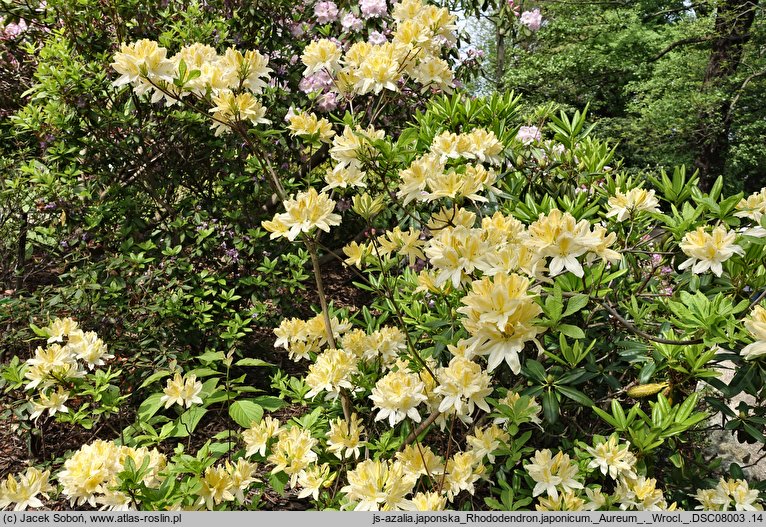 Rhododendron hort. Aureum