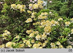 Rhododendron Aureum