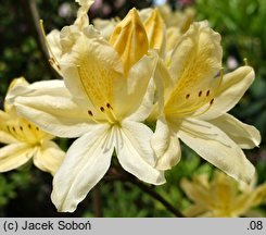 Rhododendron hort. Aureum