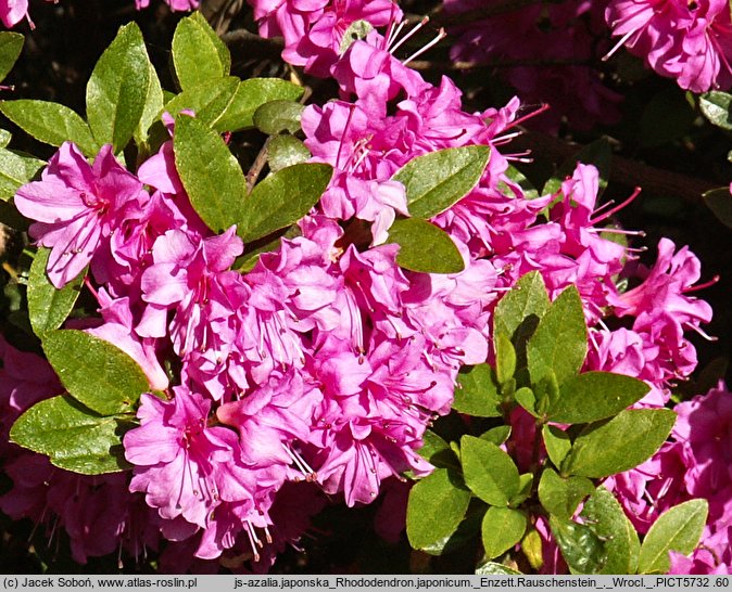 Rhododendron hort. Enzett-Rauschenstein