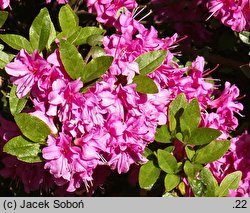 Rhododendron hort. Enzett-Rauschenstein
