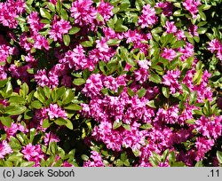 Rhododendron hort. Enzett-Rauschenstein