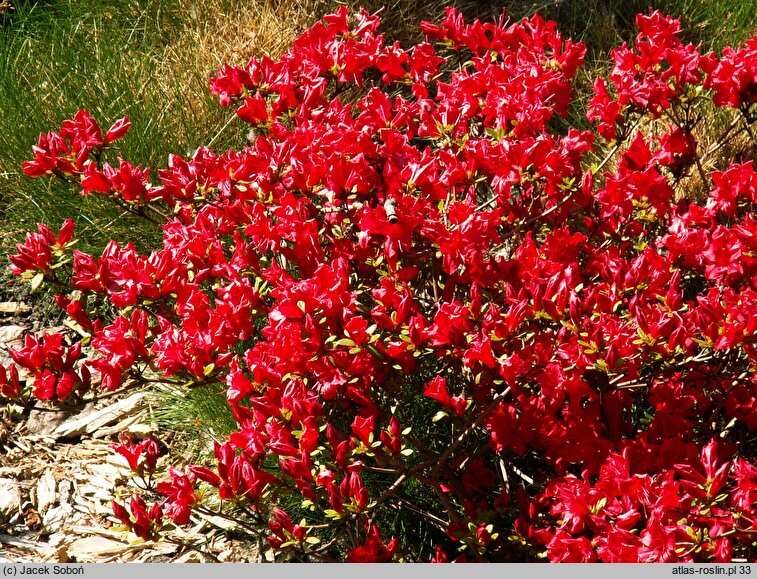 Rhododendron hort. Estrella