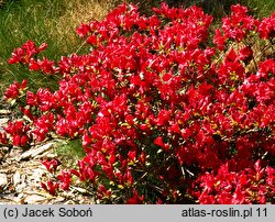 Rhododendron hort. Estrella
