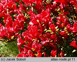 Rhododendron hort. Estrella